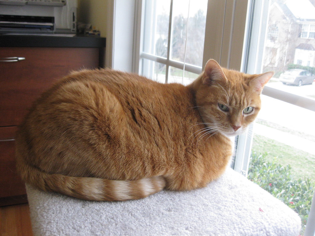 Fresh Loaf